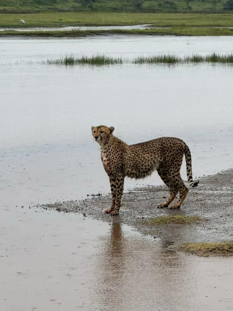 Toilo Tours and Safaris