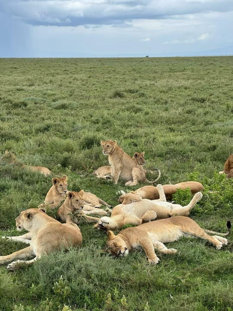 Toilo Tours and Safaris