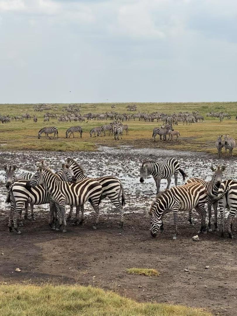 Toilo Tours and Safaris