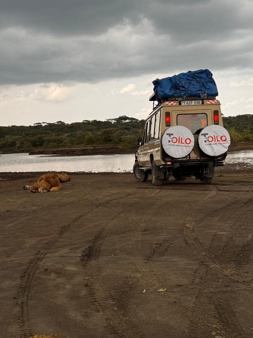 Safari Vendors