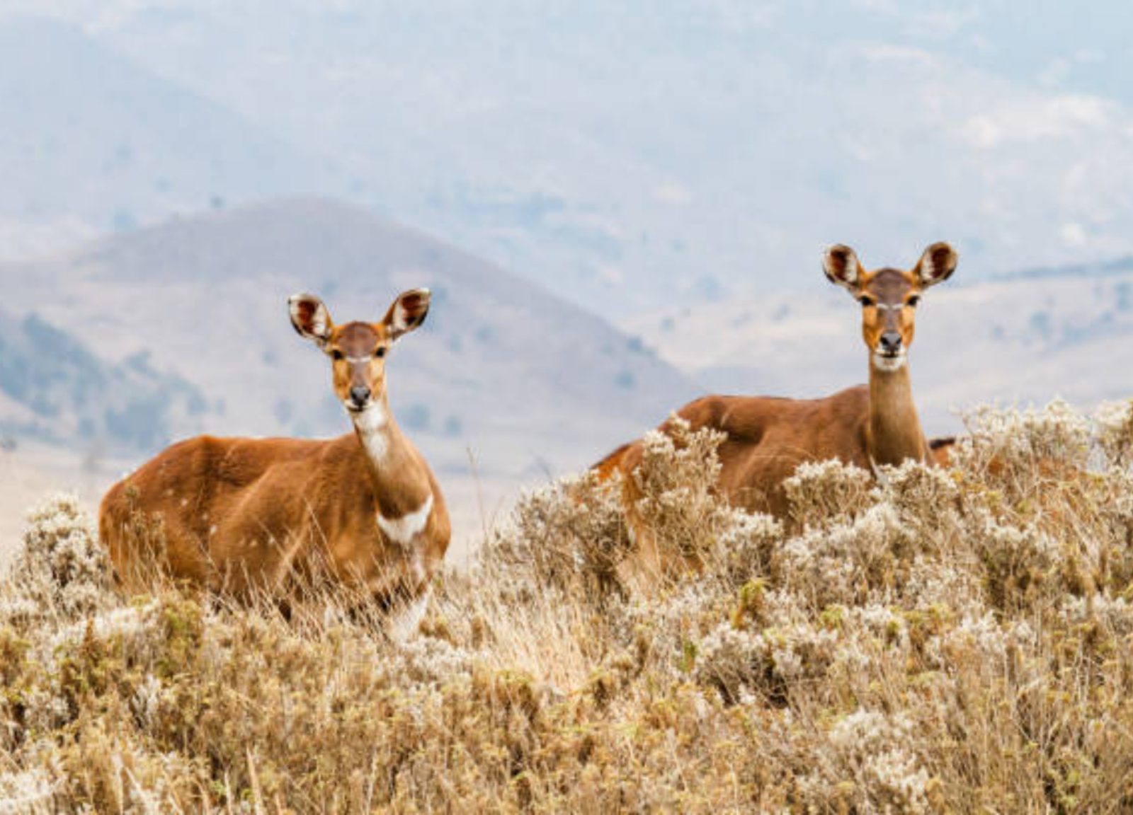 4-Day Bale Mountain Trekking and Wild Life Tour gallery image