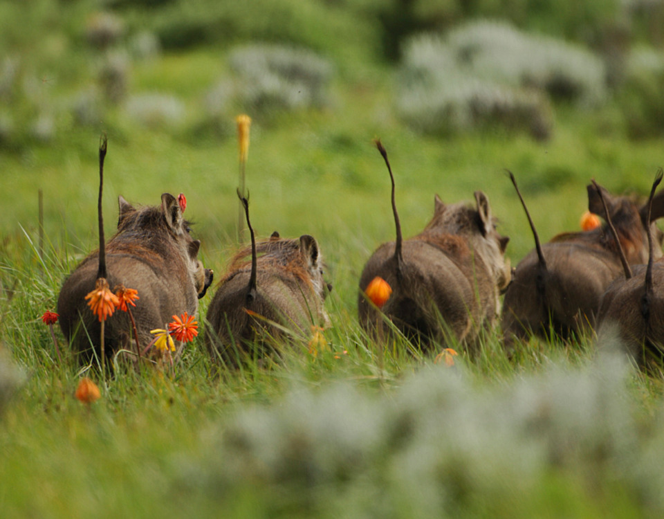 4-Day Bale Mountain Trekking and Wild Life Tour gallery image