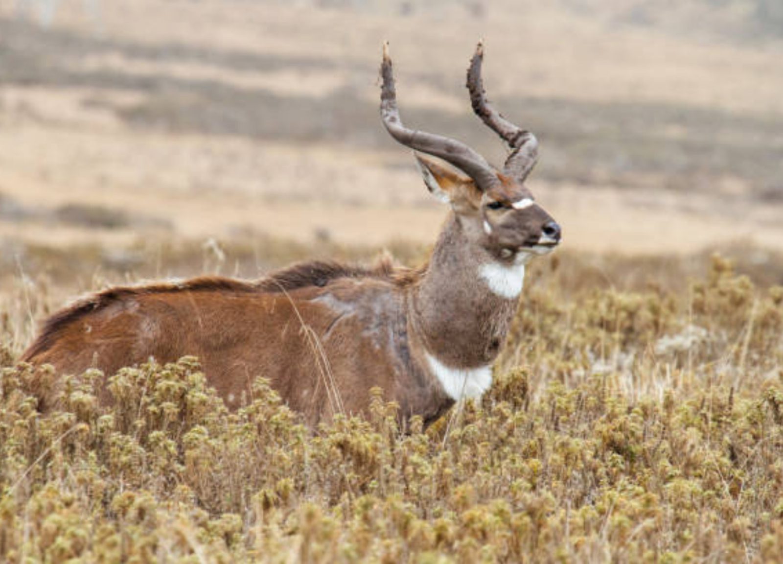 4-Day Bale Mountain Trekking and Wild Life Tour