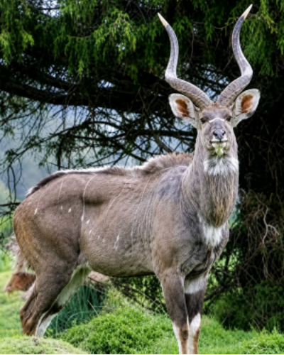 4-Day Explore Bale Mountains National Park Ethiopia gallery image