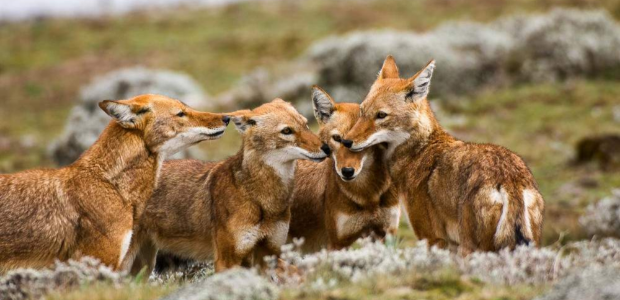 4-Day Explore Bale Mountains National Park Ethiopia gallery image
