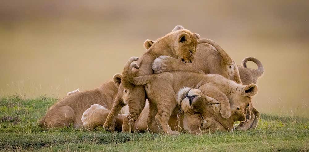 Smile With Us Tours In Africa