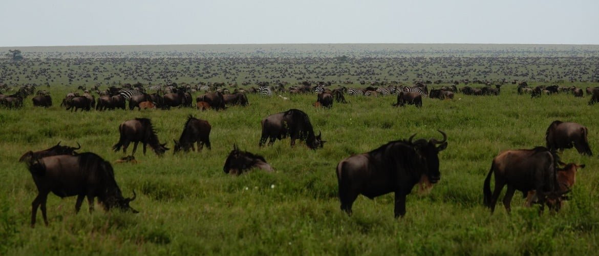 Smile With Us Tours In Africa