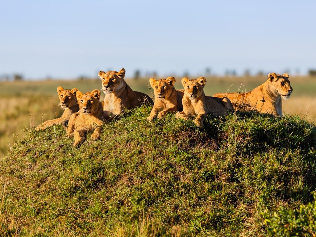 Safari Vendors