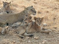 Smile With Us Tours In Africa