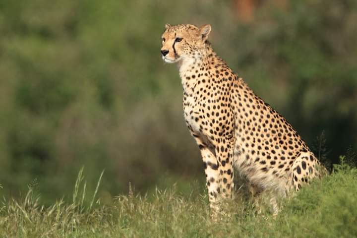 4-Day Masai Mara & Lake Nakuru Jeep Shared Budget Safari gallery image