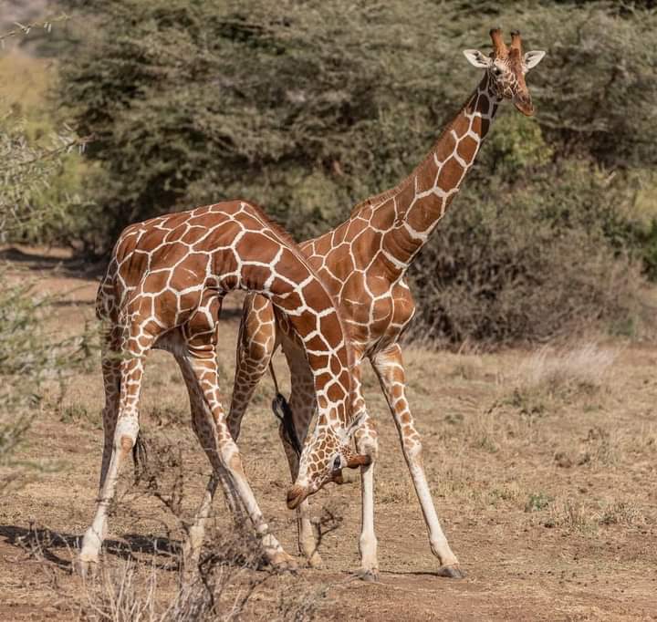 4-Day Masai Mara & Hells Shared Jeep Safari gallery image