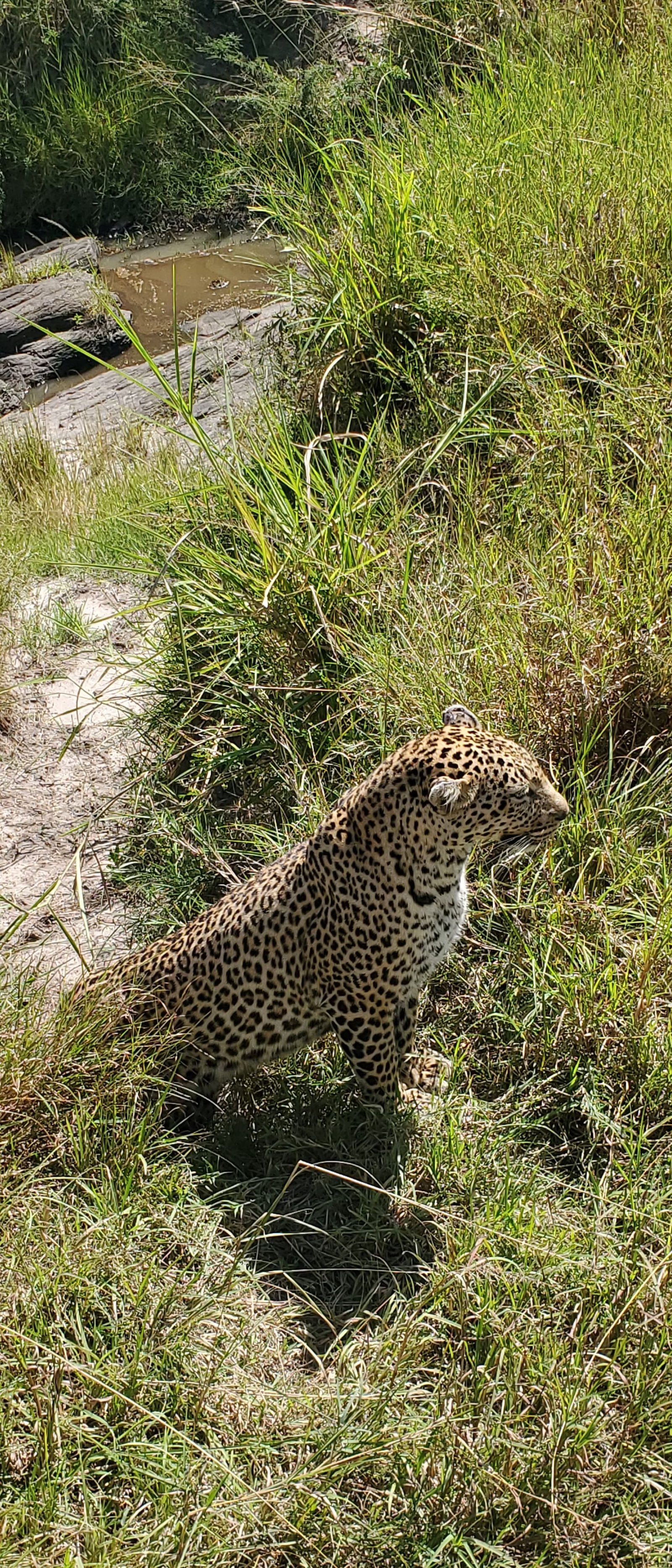 Arican Hagyko Safaris Limited