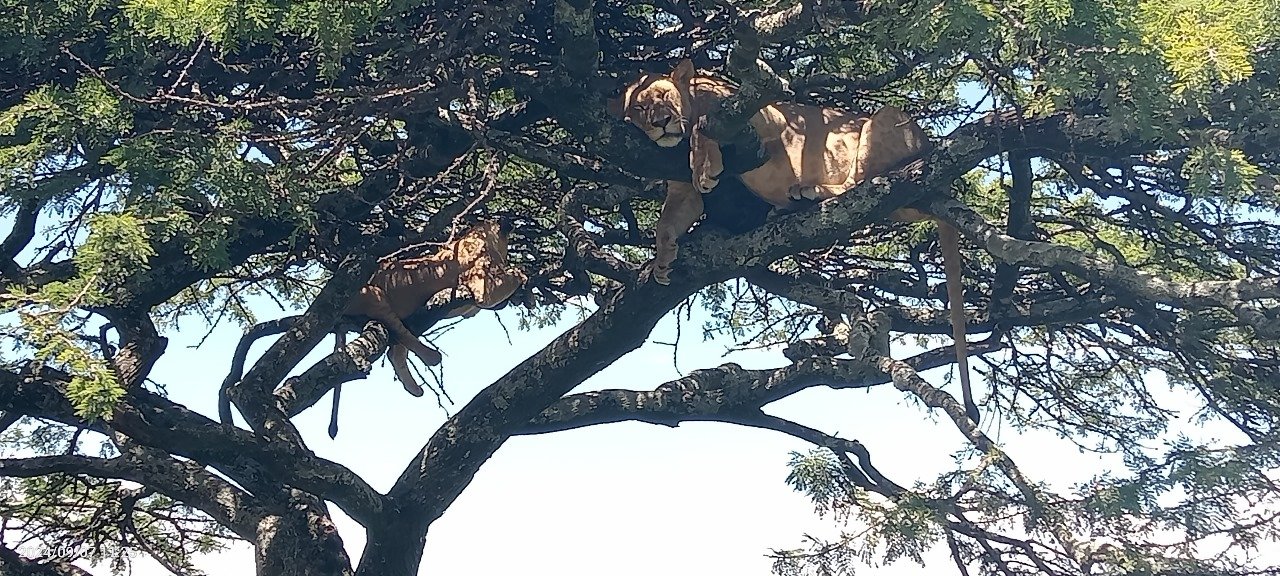 Arican Hagyko Safaris Limited