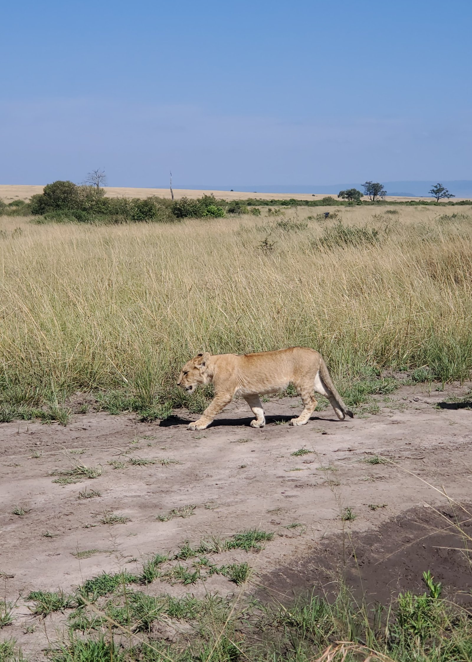 Arican Hagyko Safaris Limited