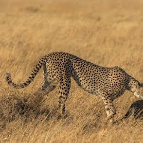 Kiliclimb Africa Safaris