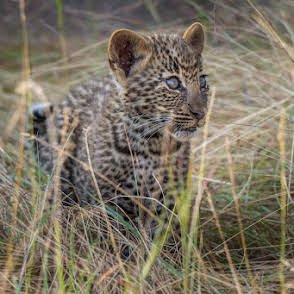Kiliclimb Africa Safaris
