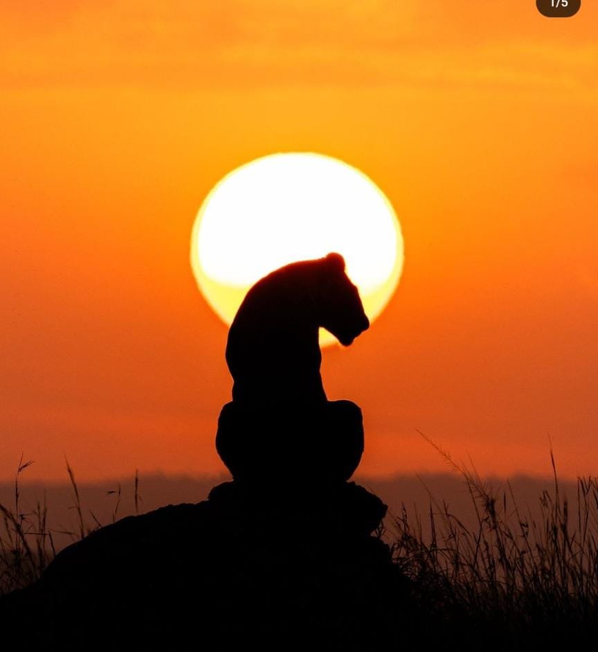 Africa Starpal Safaris