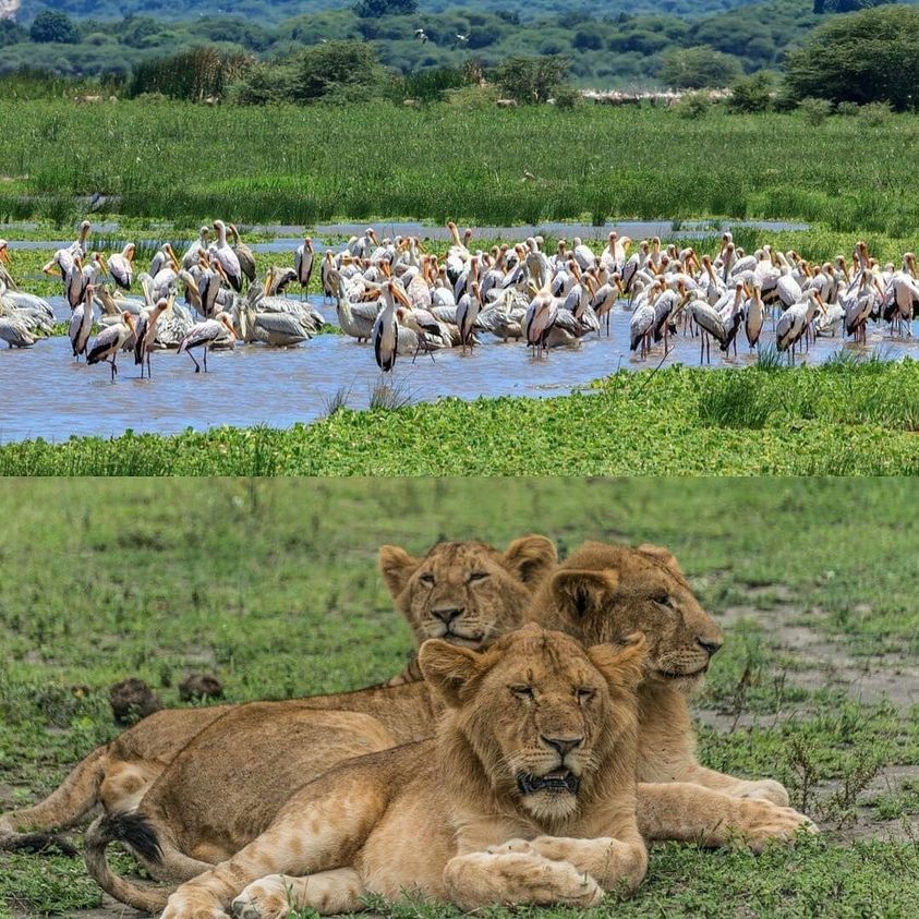 5-Day Adventure through Tarangire, Ngorongoro, Serenget gallery image