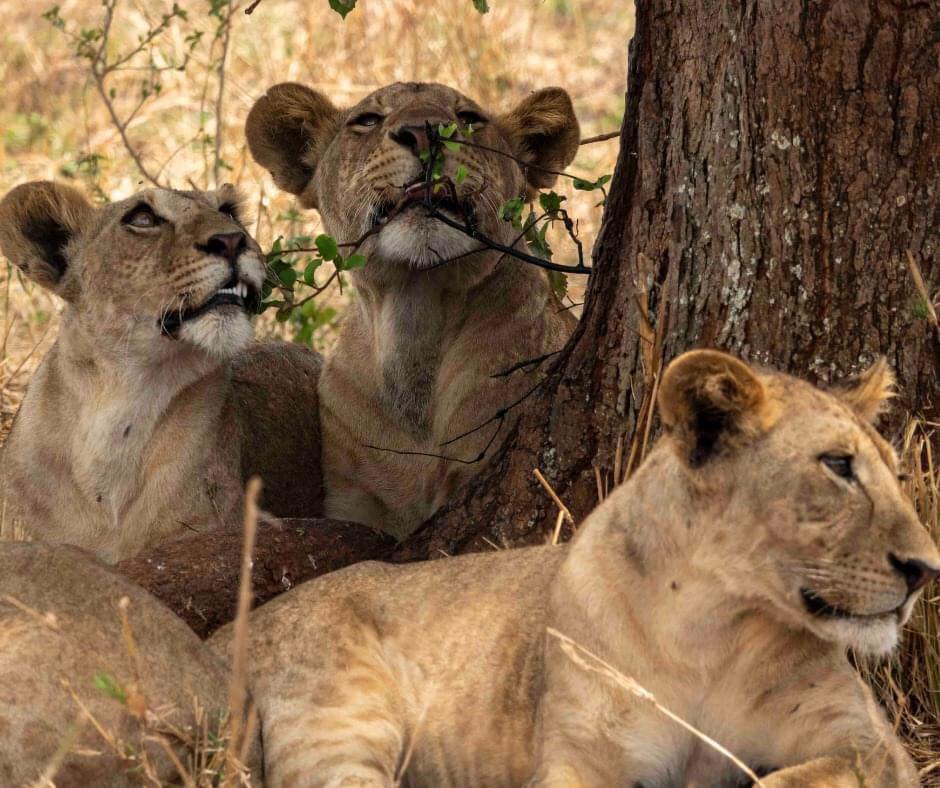 5-Day Group Tour (Mid-Range Package) gallery image