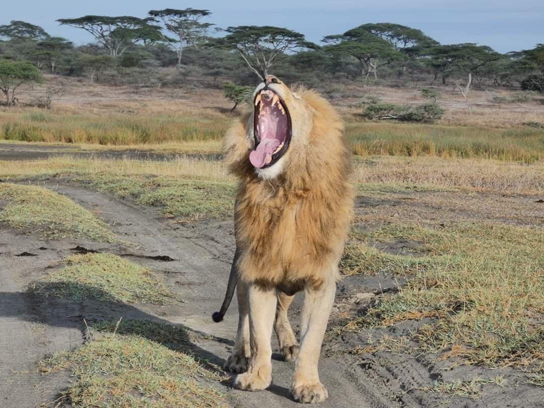 Golden Trips Tanzania
