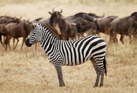 5-Day Luxury Melia Lodge Safari to Tanzania's Best Park gallery image