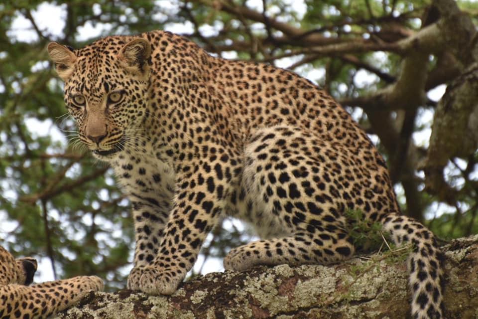 5-Day Northern Migration: Mara River Crossing gallery image