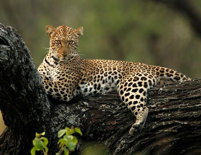 5-Day Northern Migration: Mara River Crossing gallery image