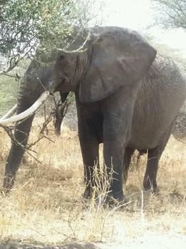 5-Day Safari Adventure: Fly from Zanzibar to Serengeti gallery image
