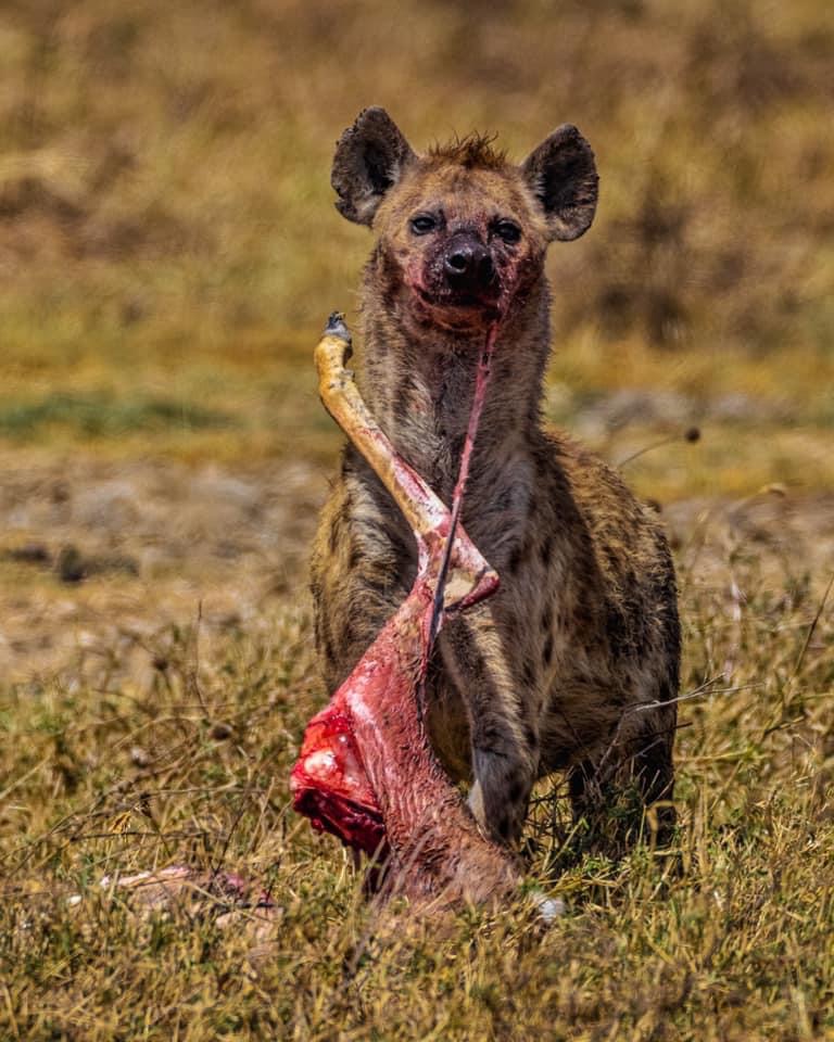 5-Day Mid-Range Shared Tarangire/Serengeti/Ngorongoro gallery image