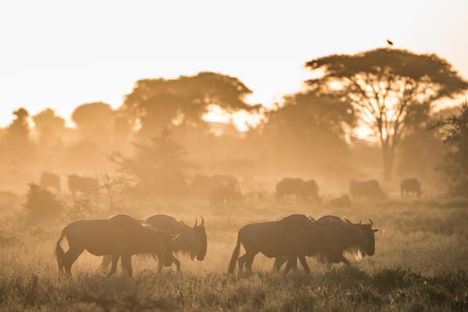 5-Day Mid-Range Shared Tarangire/Serengeti/Ngorongoro gallery image