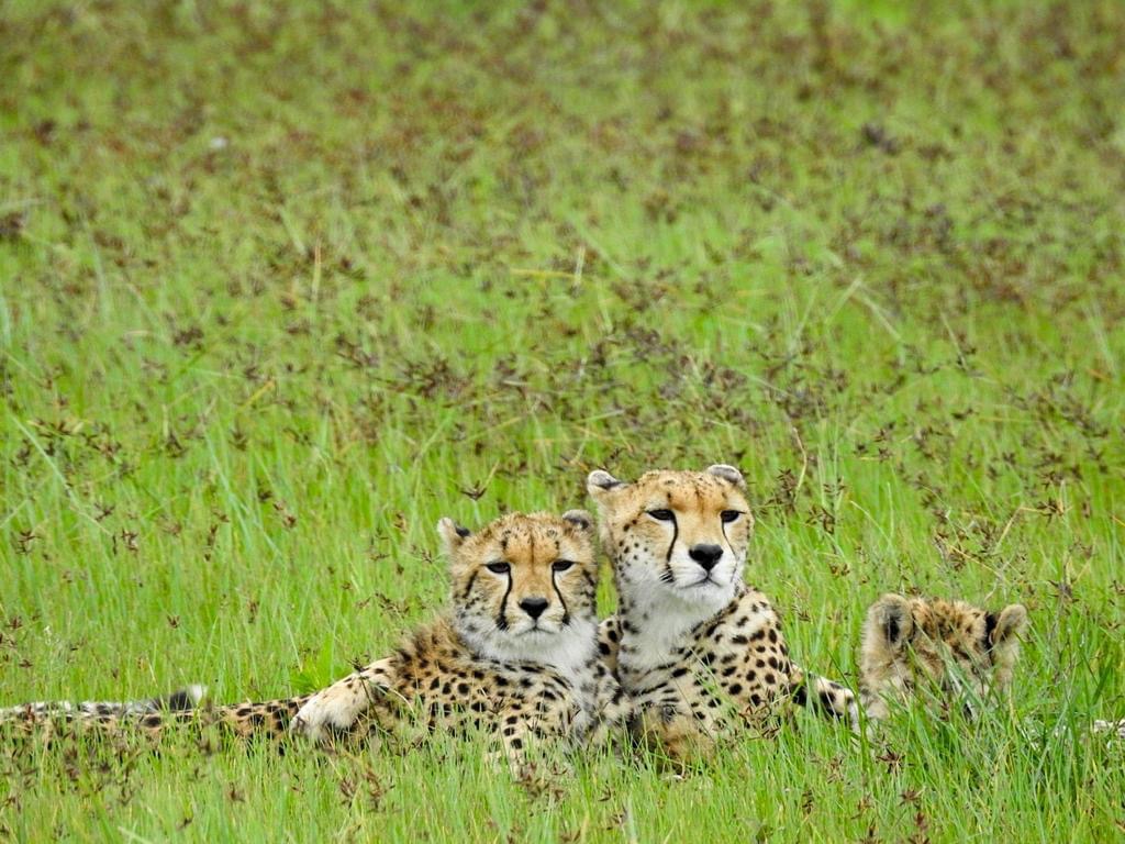 5-Day Mid-Range Shared Tarangire/Serengeti/Ngorongoro gallery image
