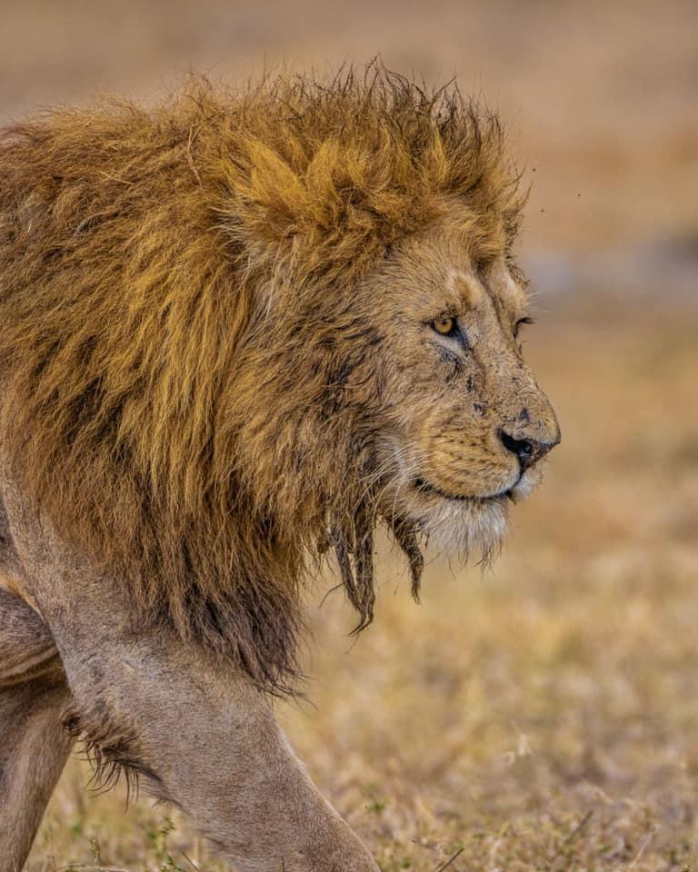 5-Day Mid-Range Shared Tarangire/Serengeti/Ngorongoro