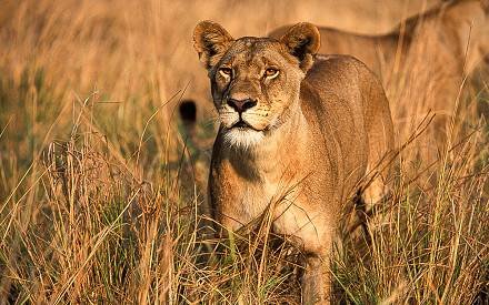 Golden Trips Tanzania