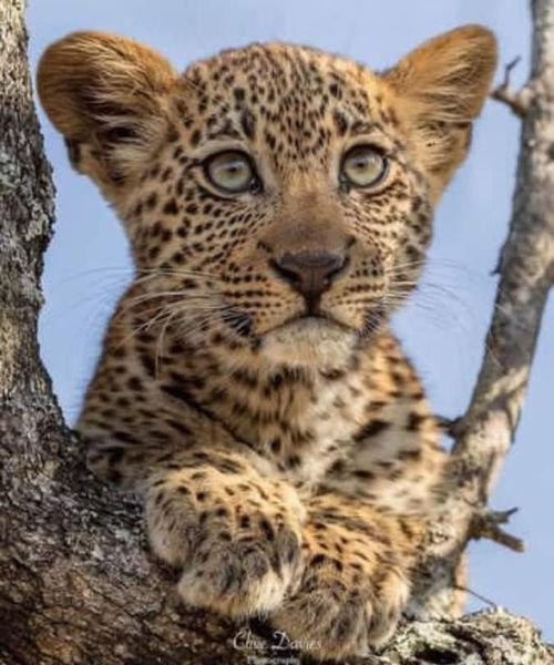 Golden Trips Tanzania