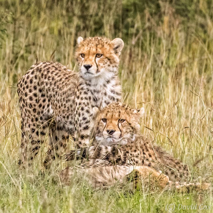 6-Day Safari & Night Game Drive Experience gallery image