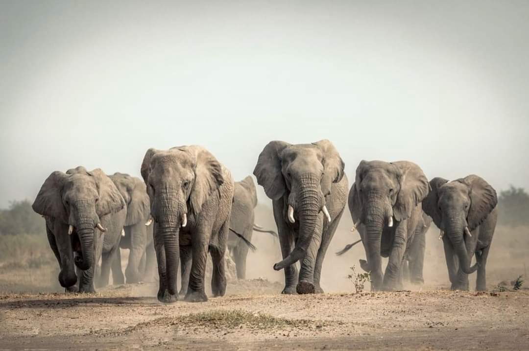 6-Day Safari & Night Game Drive Experience gallery image