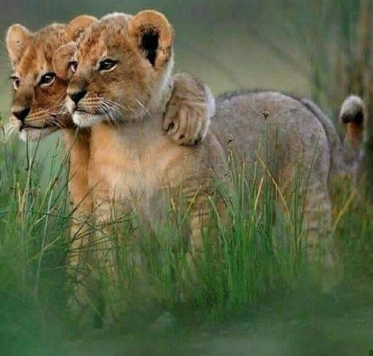Golden Trips Tanzania