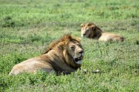 Safari Vendors
