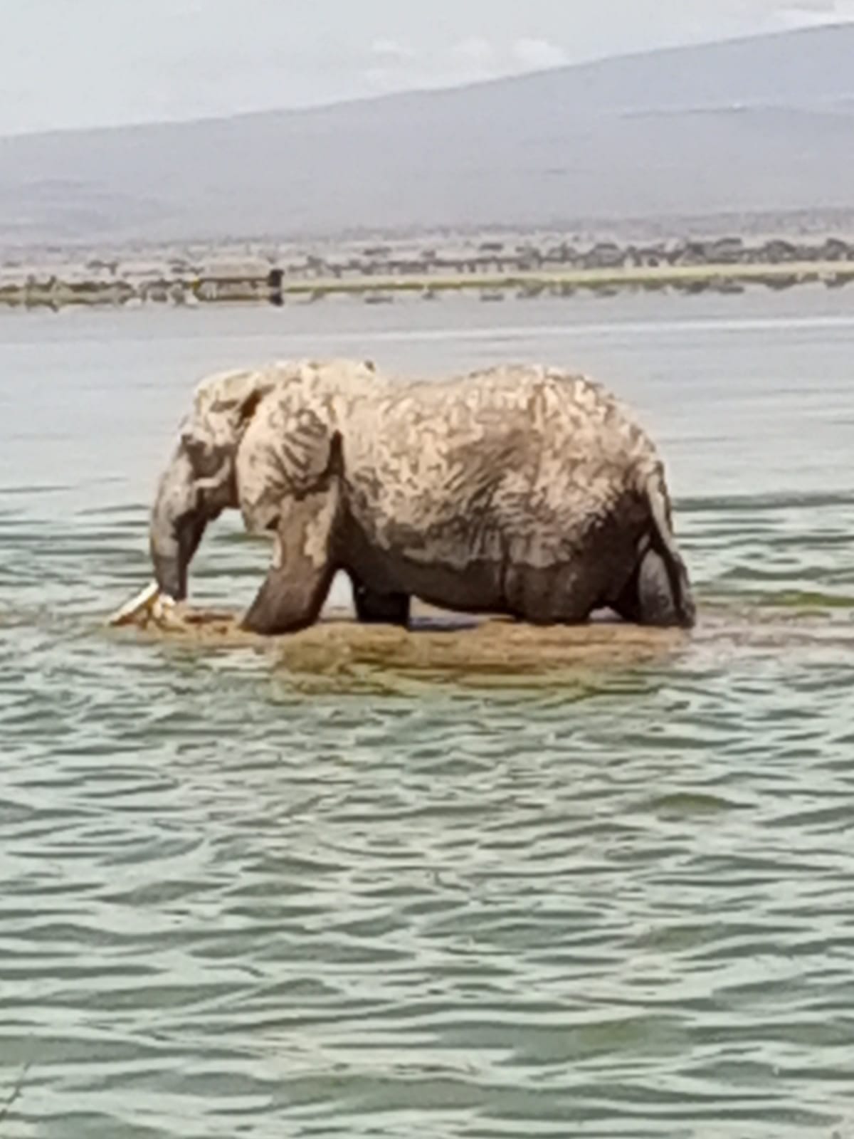 6-Day Masai Mara, Lake Nakuru & Amboseli Shared Jeep Safari gallery image