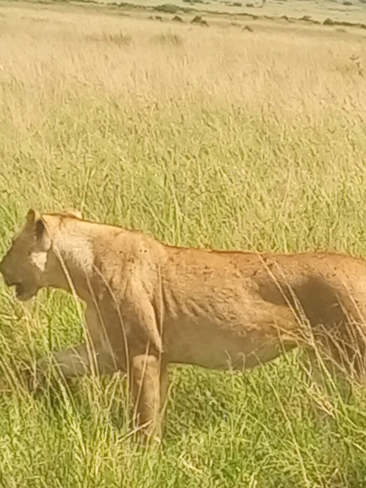 6-Day Masai Mara, Lake Nakuru & Amboseli Shared Jeep Safari gallery image