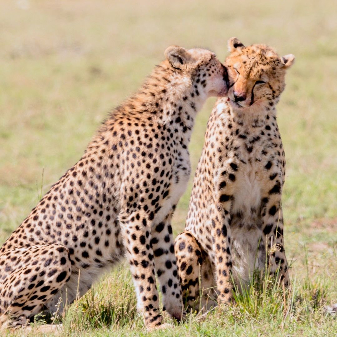 Smile With Us Tours In Africa