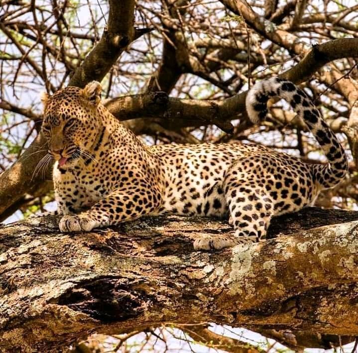 Kiliclimb Africa Safaris