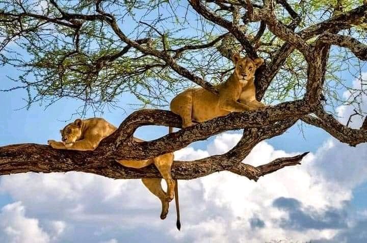 Kiliclimb Africa Safaris
