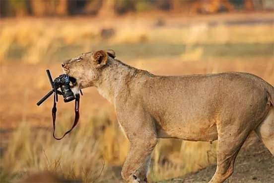Safari Vendors
