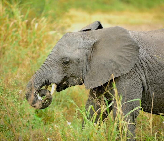 Kiliclimb Africa Safaris