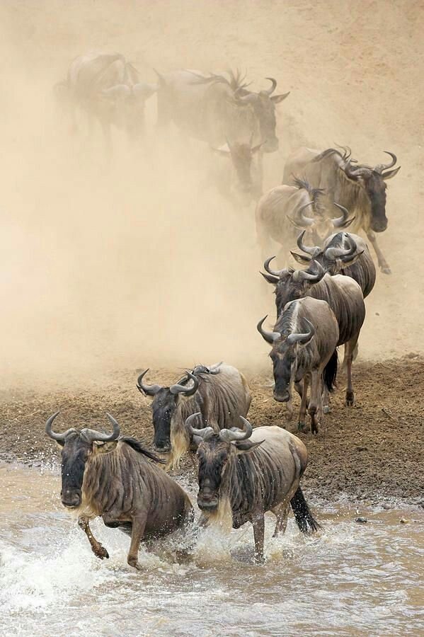 Soul of Tanzania - Journey for the Wildebeest safari tour