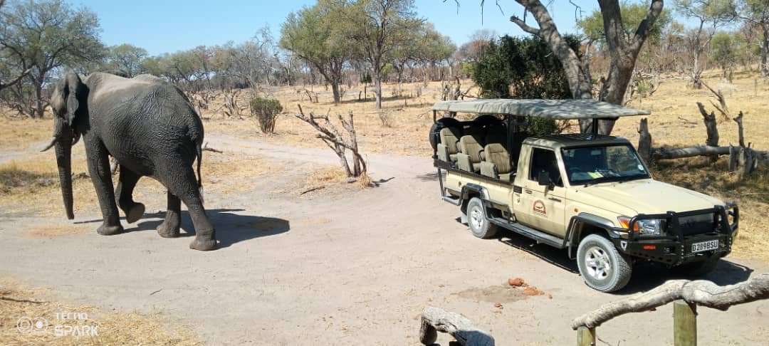 Shipungo Safari & Tours