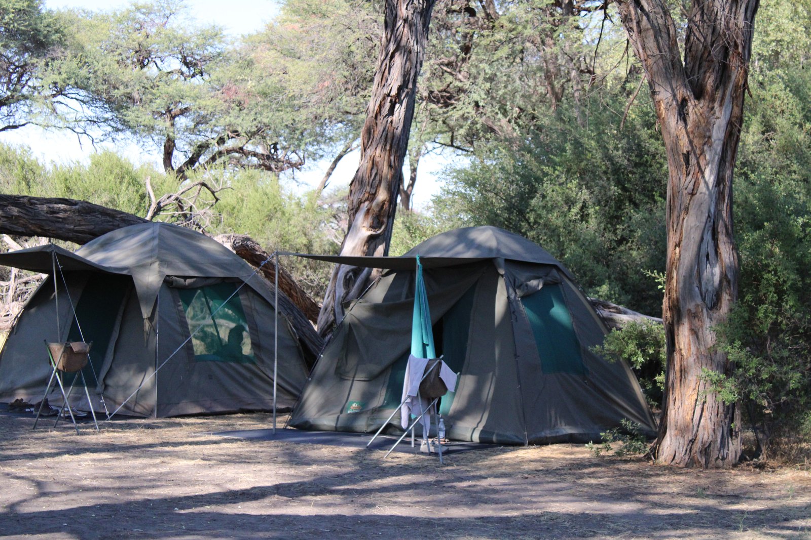 Shipungo Safari & Tours