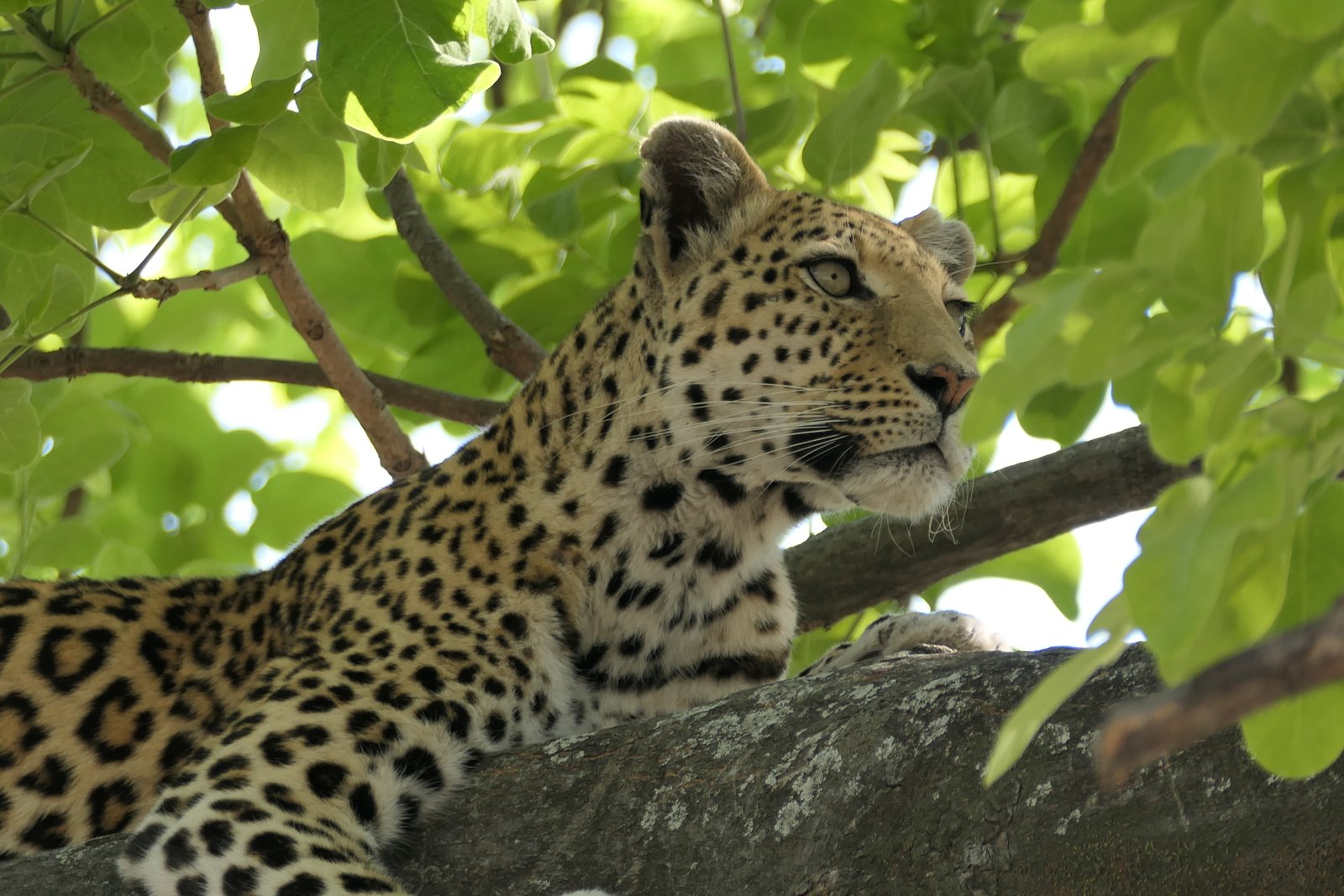 Shipungo Safari & Tours