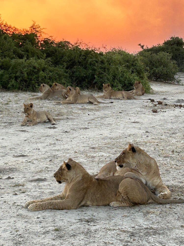 Shipungo Safari & Tours